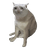 CASHCAT